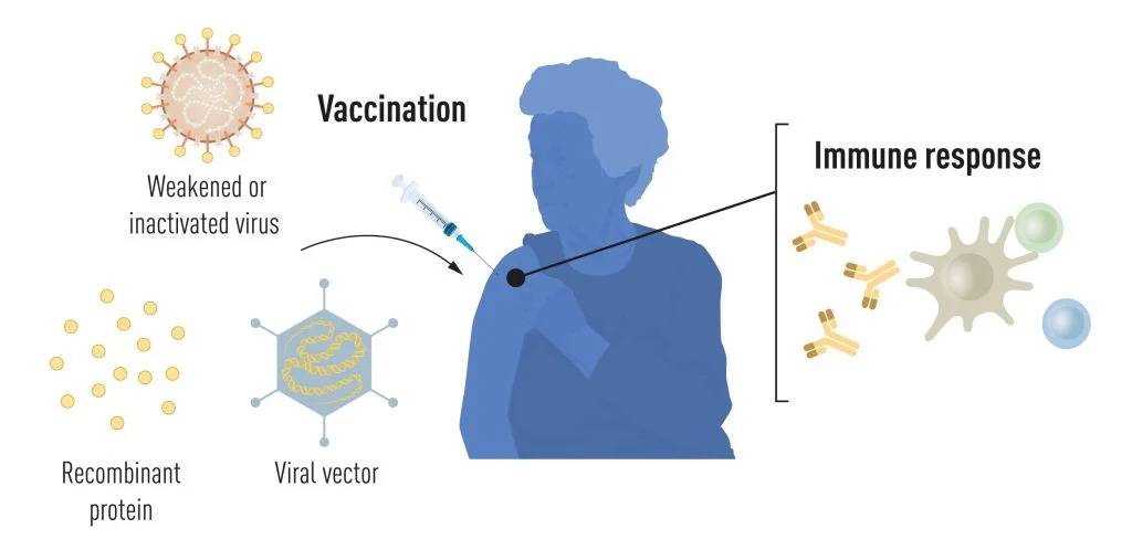 Métodos de producción de vacunas antes de la pandemia de la covid-19. / © The Nobel Committee for Physiology or Medicin. / Mattias Karlén