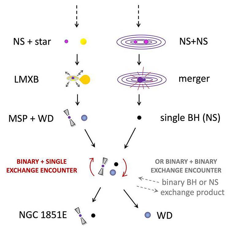 Posible historia de formación del púlsar de radio NGC 1851E y su exótico compañero. / Thomas Tauris (Aalborg University / MPIfR)