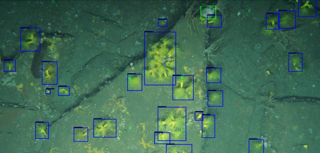Identificación automática de especies en los fondos marinos en el proyecto Deep RAMP. / Instituto Español de Oceanografía (IEO, CSIC) y Universidad de Cantabria (UC)
