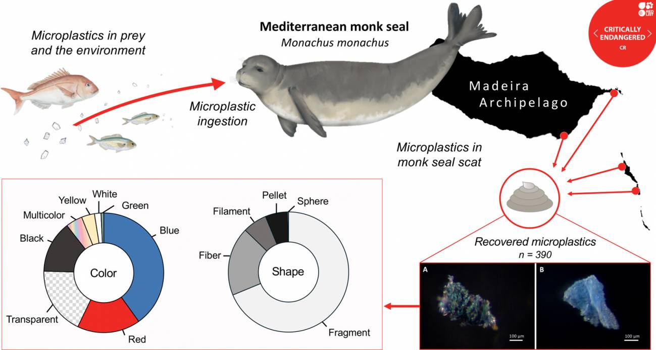 El 100 % de las muestras recogidas por el estudio contenía estos restos en su interior. / Ashlie J. McIvor et al.