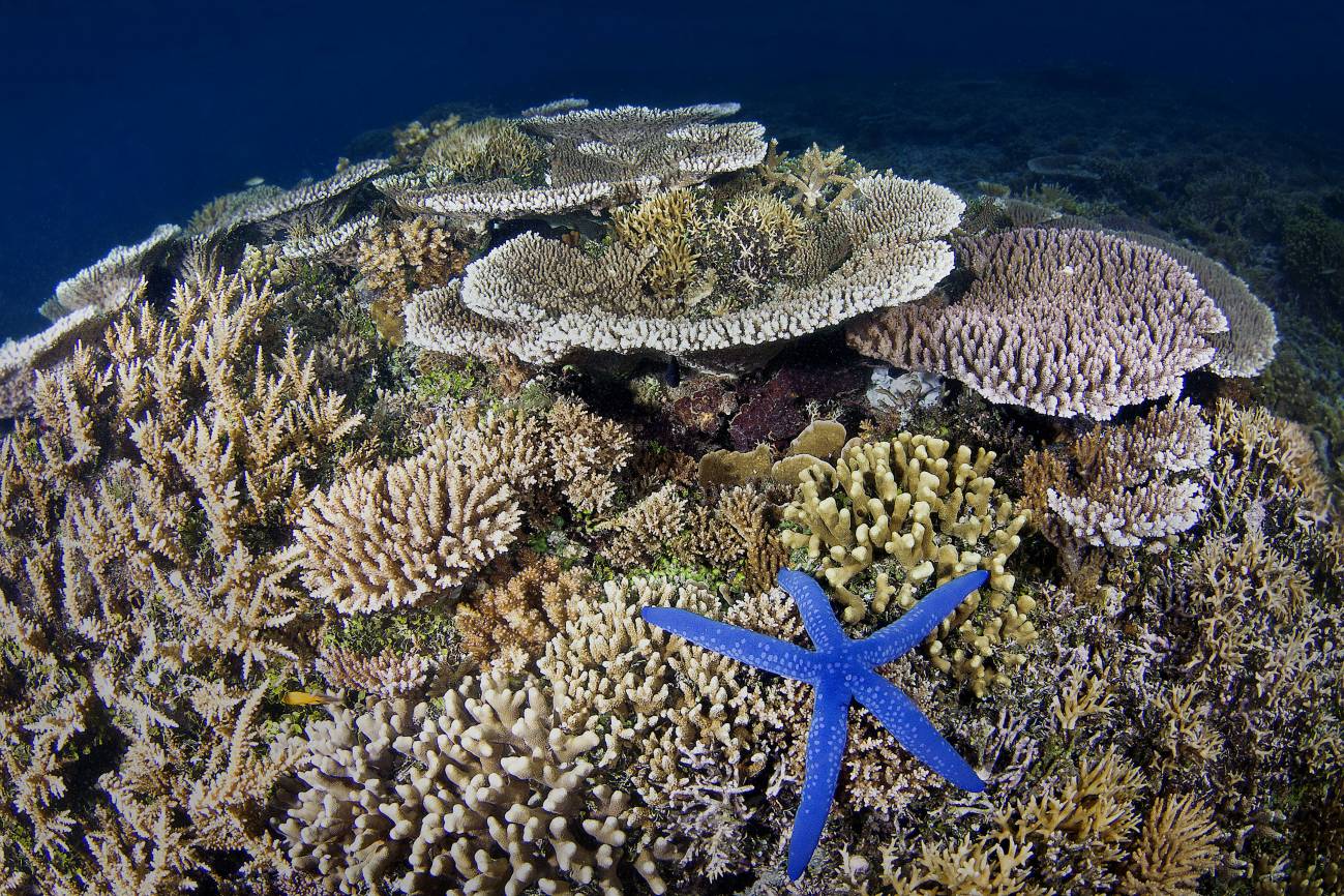 Paisaje marino con corales en la bahía de Kimbe, Papúa Nueva Guinea. / IUCN Photo Library/ Pietro Formis