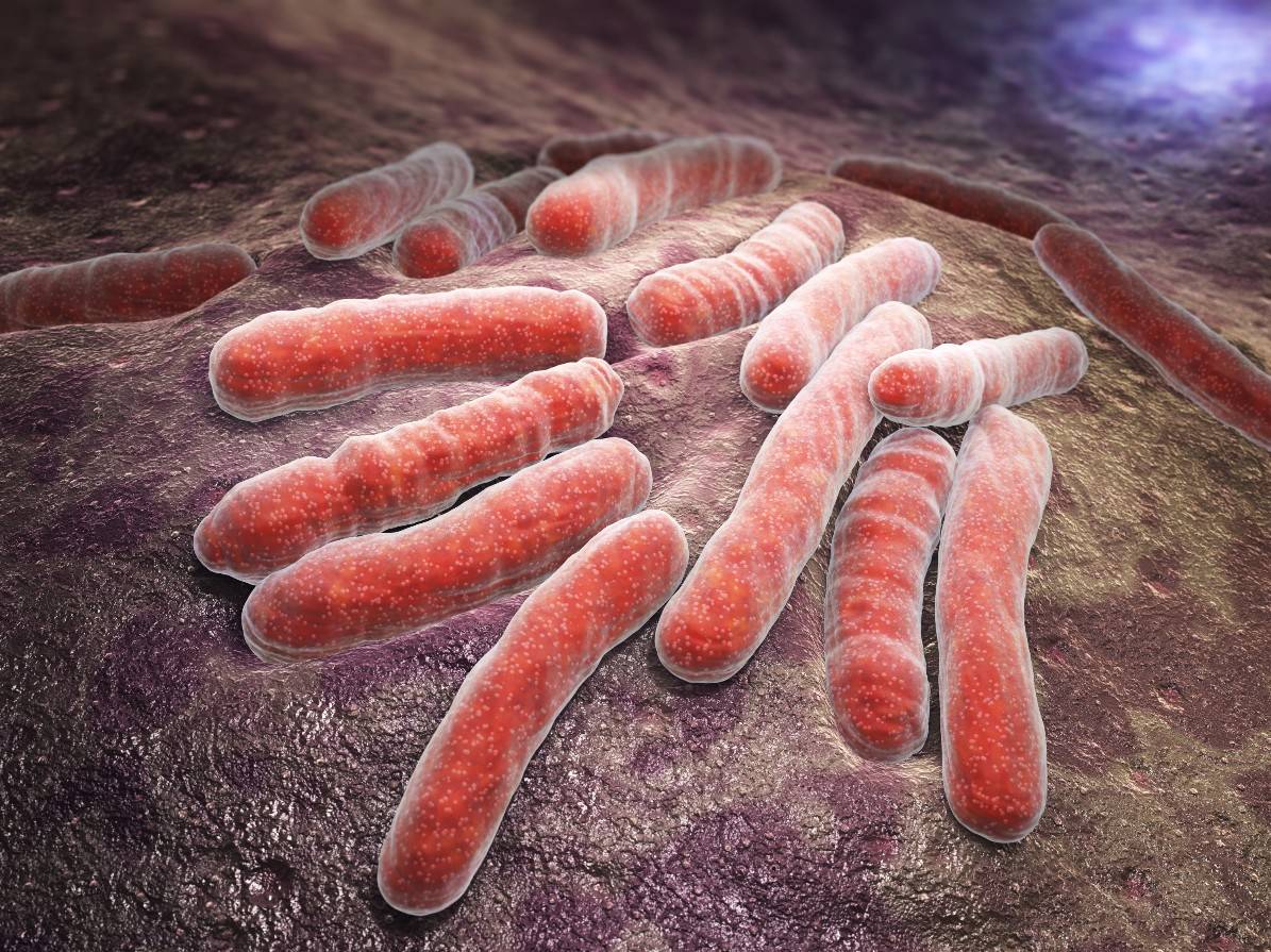 bacteria tuberculosis