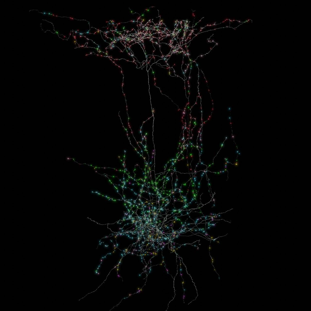 Representación de una célula Martinotti de la capa 5 (gris) reconstruida a partir de un conjunto de datos de microscopía electrónica a gran escala