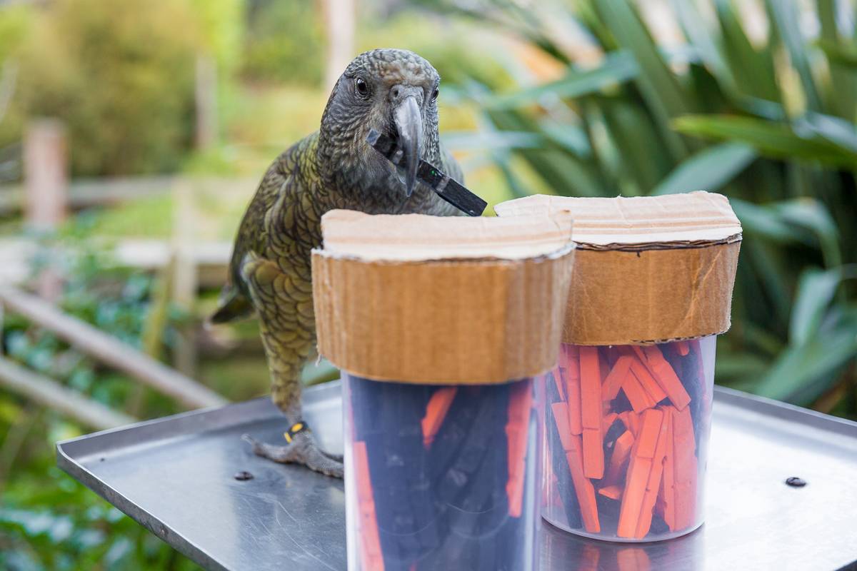 Loro kea