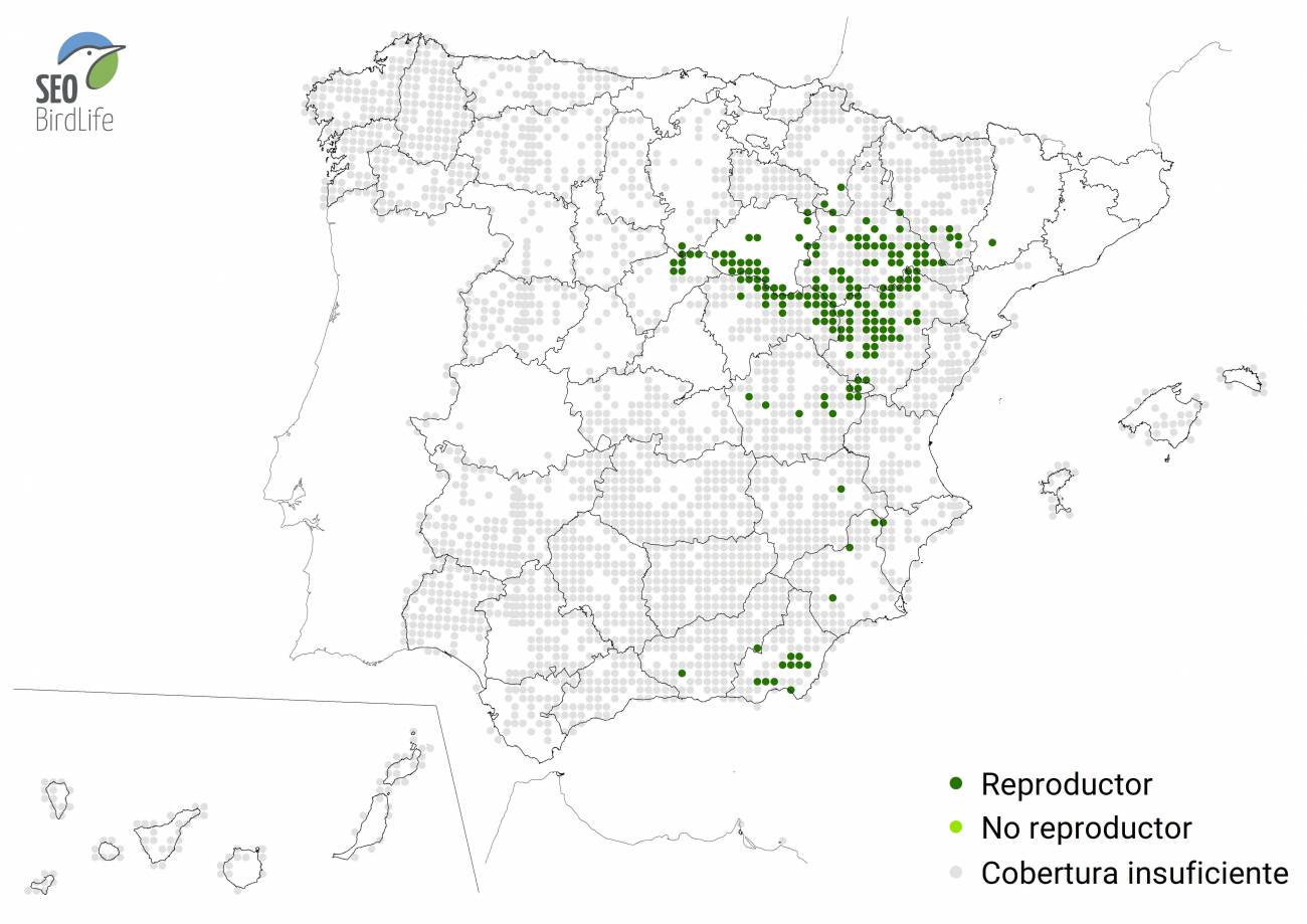 Mapa de la distribución de la alondra ricotí recogida en el III Atlas de las Aves en Época de Reproducción en España. / SEO/Birdlife