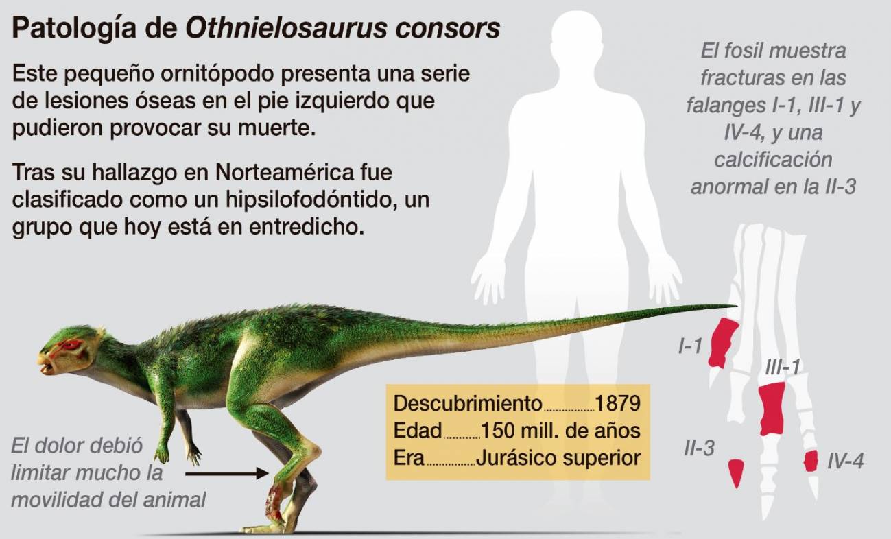 Dinosaurio bípedo Othnielosaurus