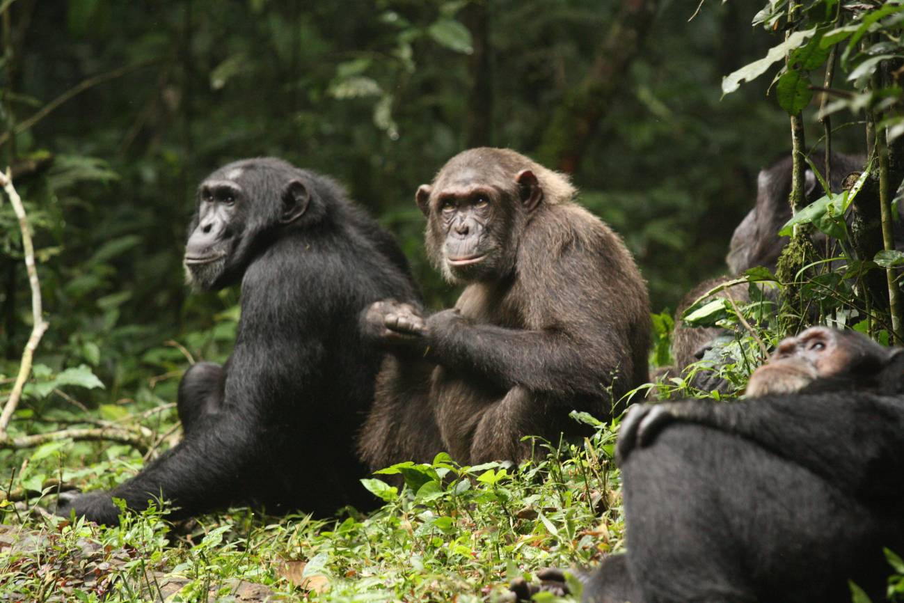 Antes de la separación definitiva, los chimpancés de diferentes grupos sociales interactuaban. / Aaron Sandel