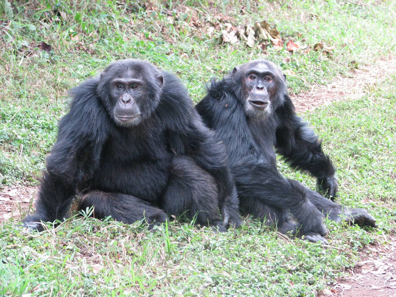 Morton, macho de la variedad Central (izquierda), y Garrison, macho de la variedad Occidental (derecha). / John Mitani