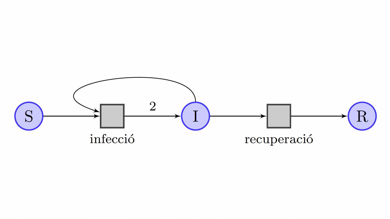 Relaciones entre los compartimentos y las transiciones en el modelo SIR / Centre de Recerca Matemàtica (CRM) de la UAB