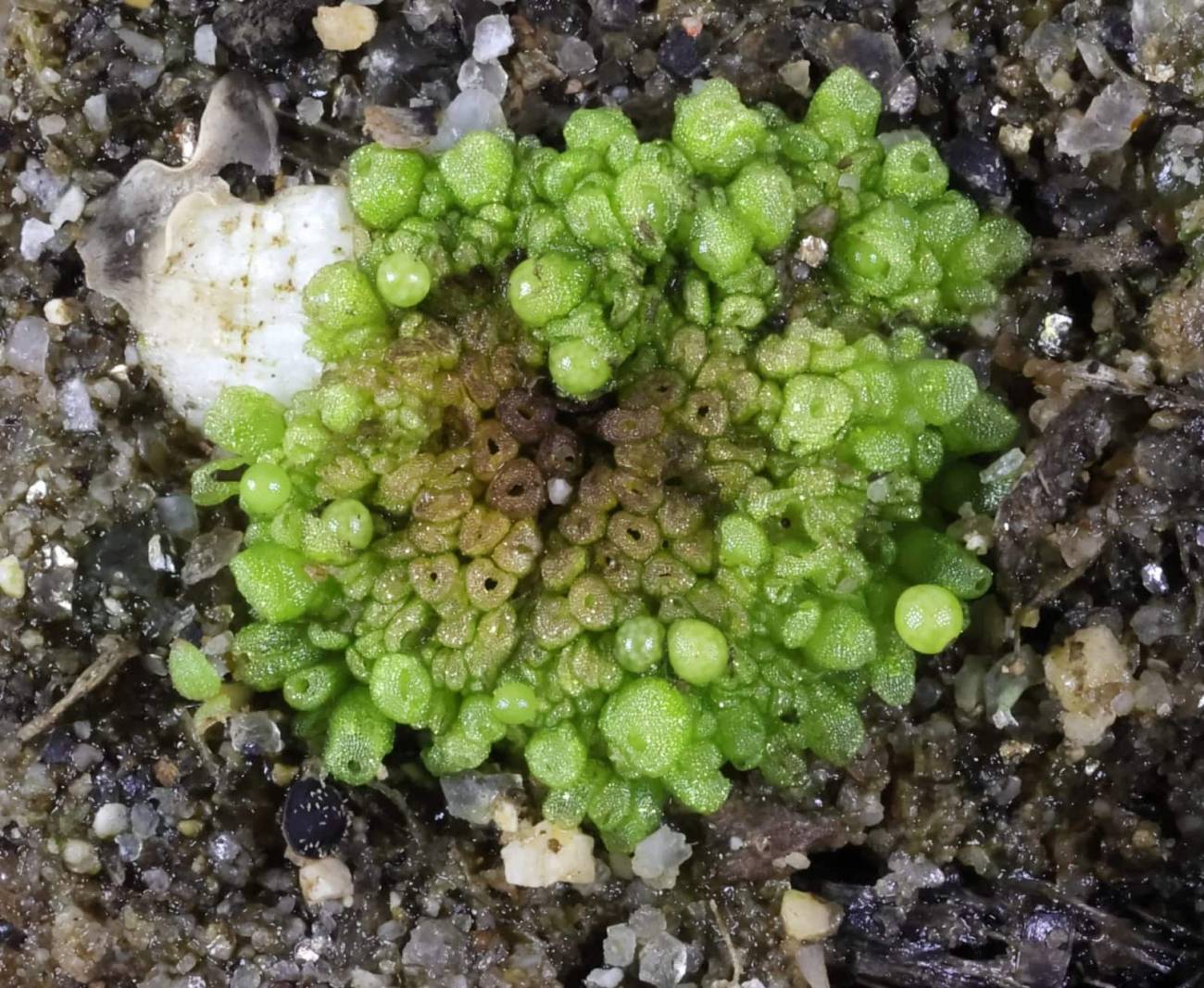 Ejemplar de 'Sphaerocarpos ibericus'. 
