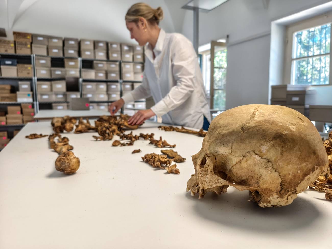 Análisis antropológico de un esqueleto procedente del yacimiento medieval temprano de Altheim, cerca de Landshut, en la Colección Estatal de Antropología de Múnich. / SAM / Harbeck