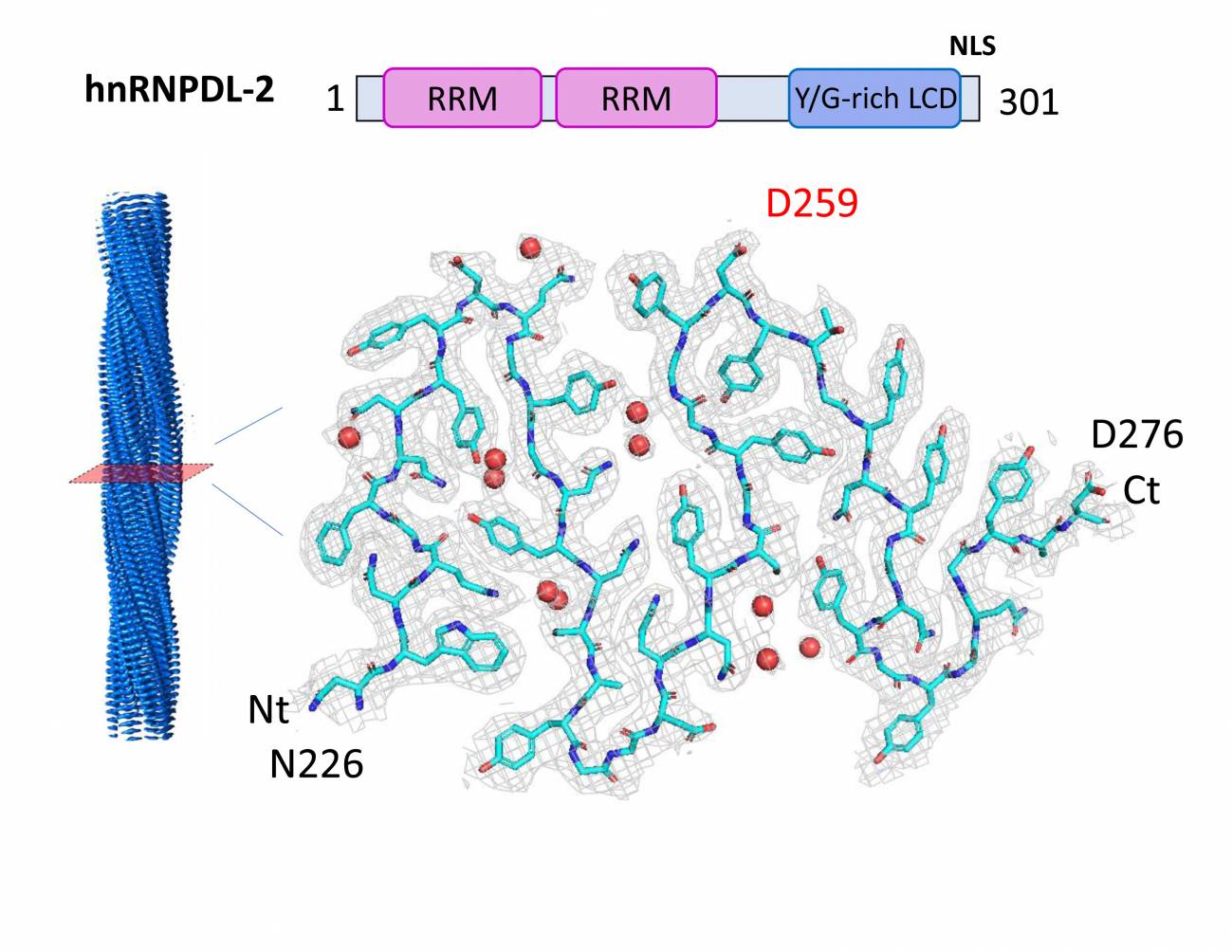 Estructura de las fibras amiloides de hnRNPDL-2 obtenidas mediante crio-EM a 2,5 A de resolución. En la parte superior, la organización de la proteína con dos dominios de unión de ácidos nucleicos en rosa y un dominio de baja complejidad responsable de su ensamblaje. En la parte inferior, el mapa de crio-EM obtenido y la estructura de una capa de la fibra amiloide. / Cedida por la UAB