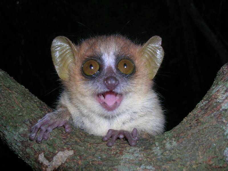 Un lémur ratón (Microcebus) / Association Vahatra