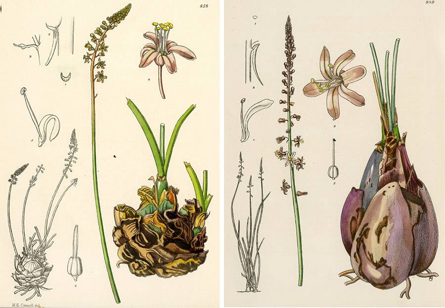 Ilustraciones de dos especies de 'Zulusia'. / Mart.-Azorín et al. /Zenodo