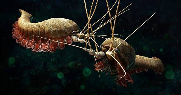 Alalcomenaeus cambricus