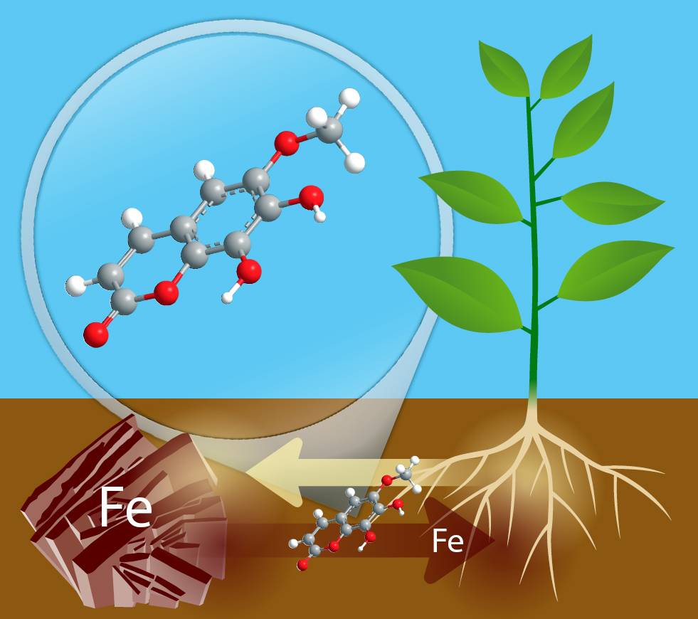 Detectan compuestos naturales que facilitan la toma de hierro por las plantas