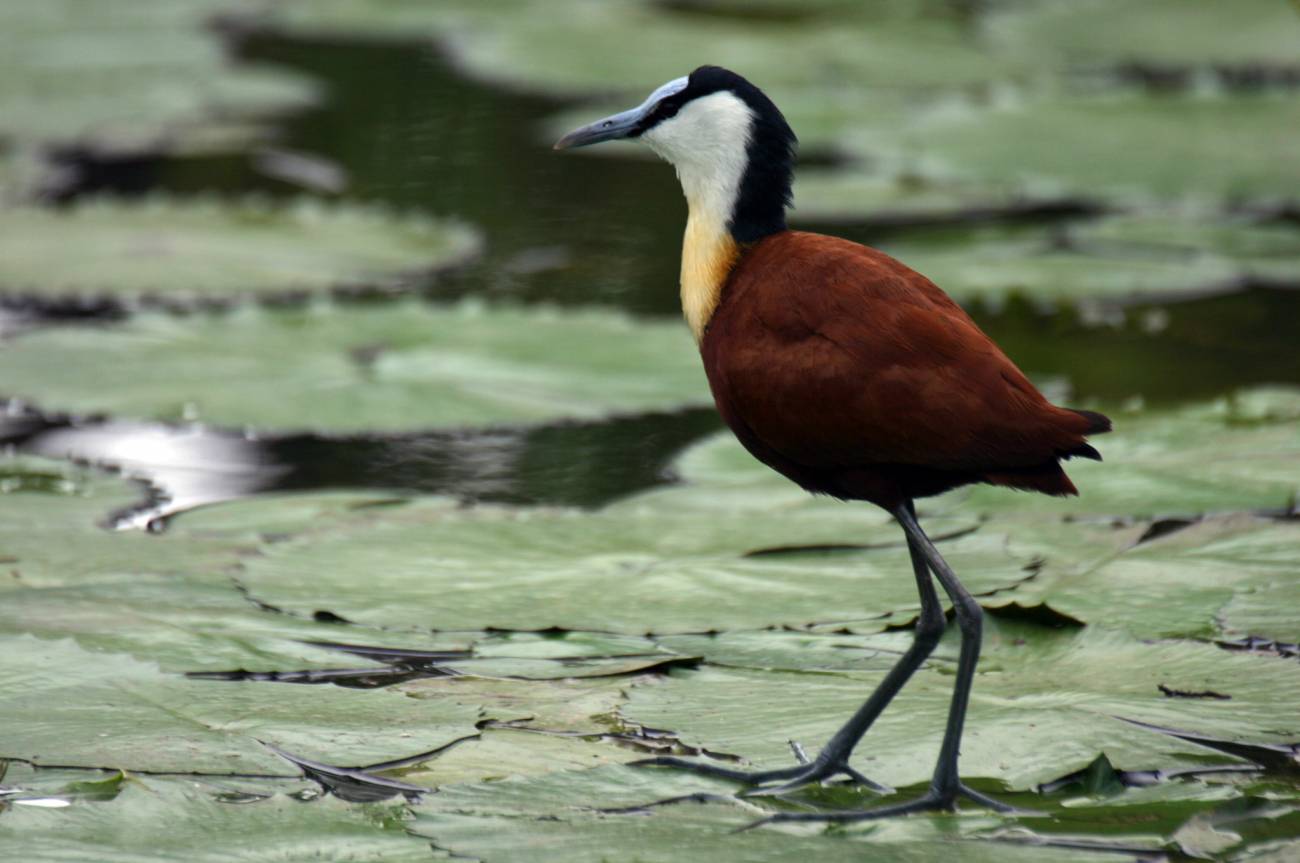 El físico influye más que el tamaño cerebral en la selección sexual de aves costeras
