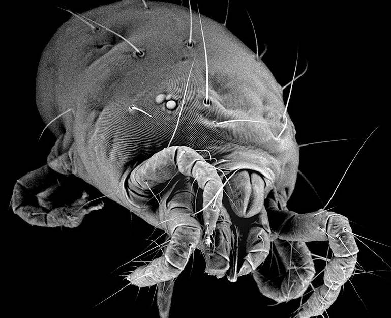 El genoma de la araña roja permitirá combatir sus plagas y crear nuevos nanomateriales con su seda
