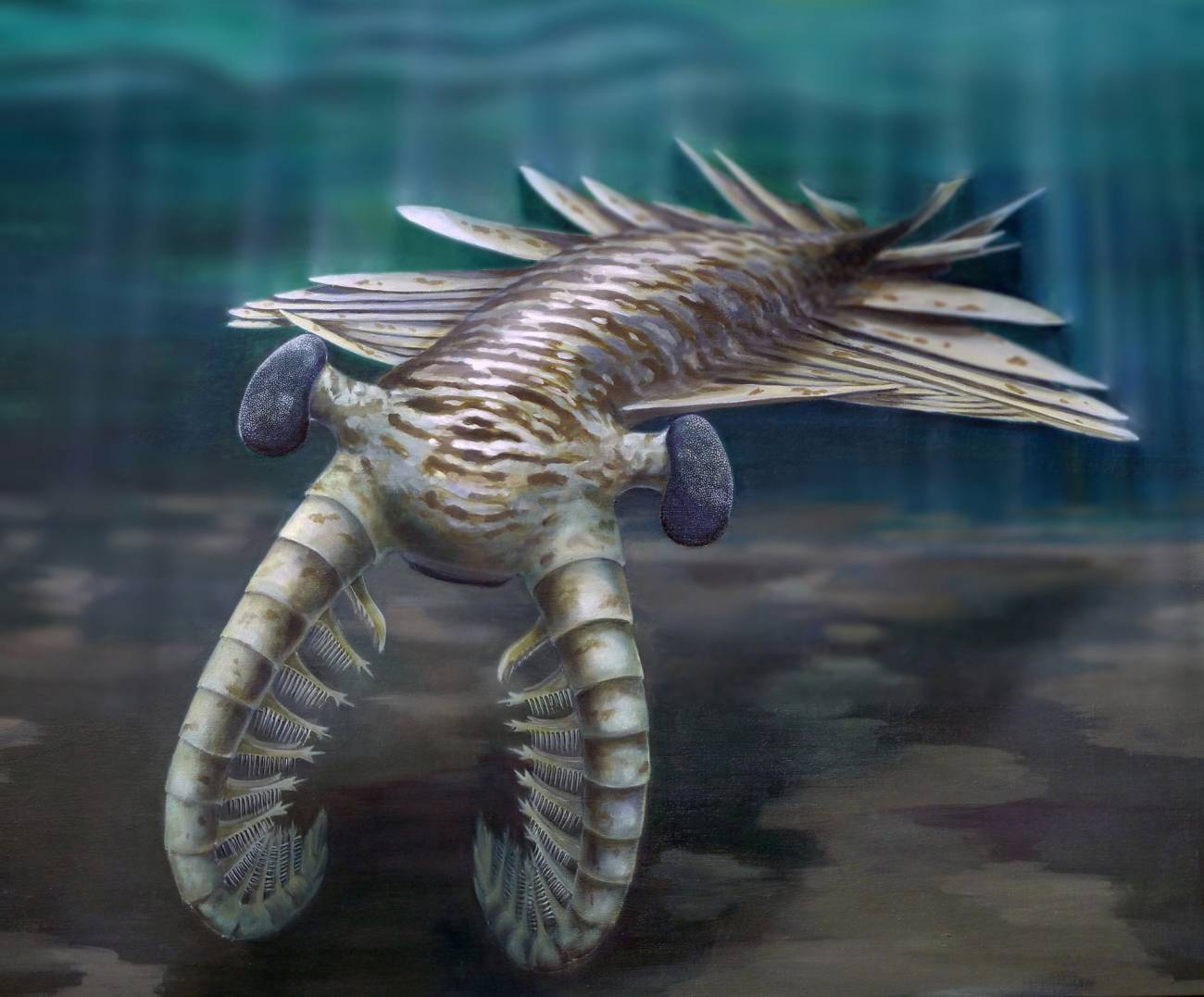 Ilustración que recrea un ejemplar de Anomalocaris. Imagen: Katrina Kenny (Universidad de Adelaida) (c)