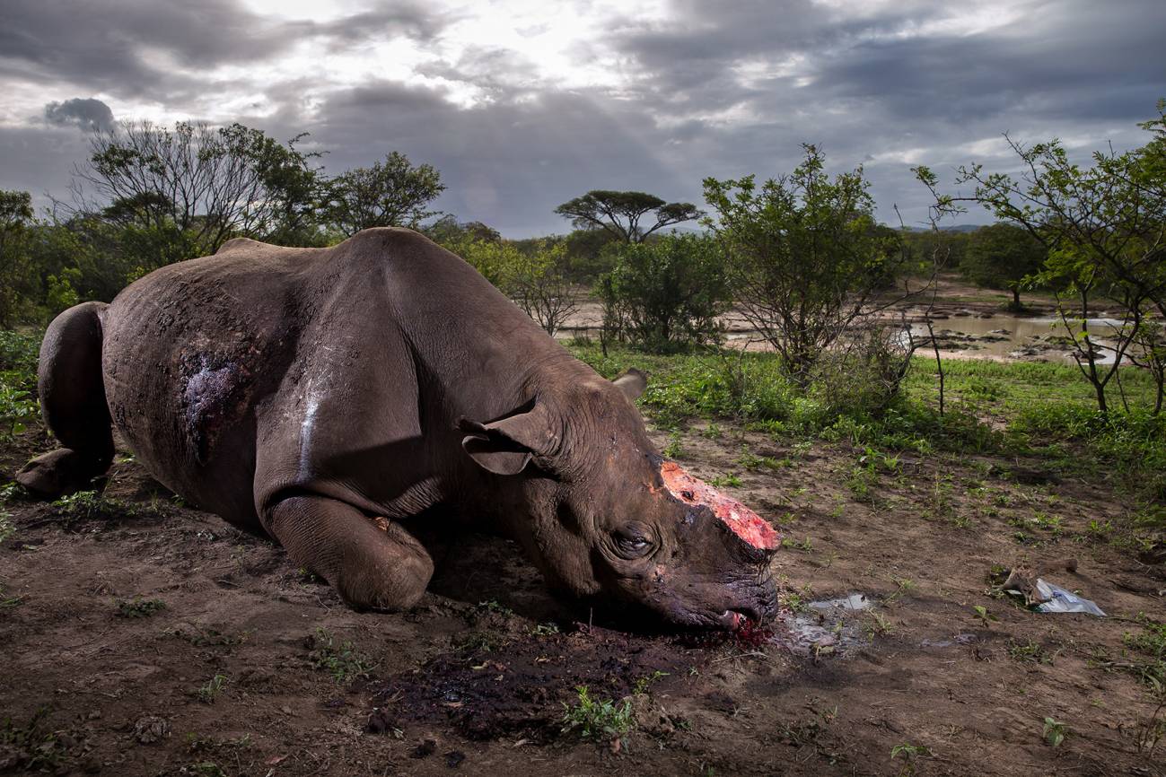 El rinoceronte mutilado, imagen ganadora en el Wildlife Photographer 2017