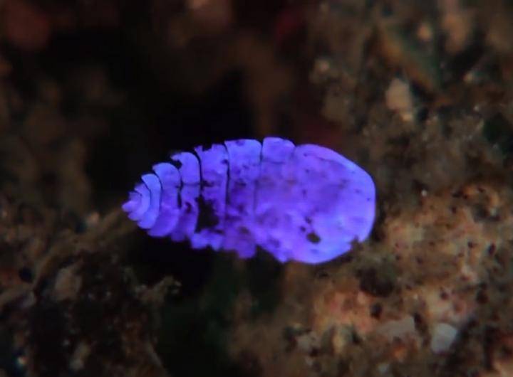 Los zafiros de mar macho pueden presentan colores como el azul, el verde o el morado. / Weizmann Institute of Science