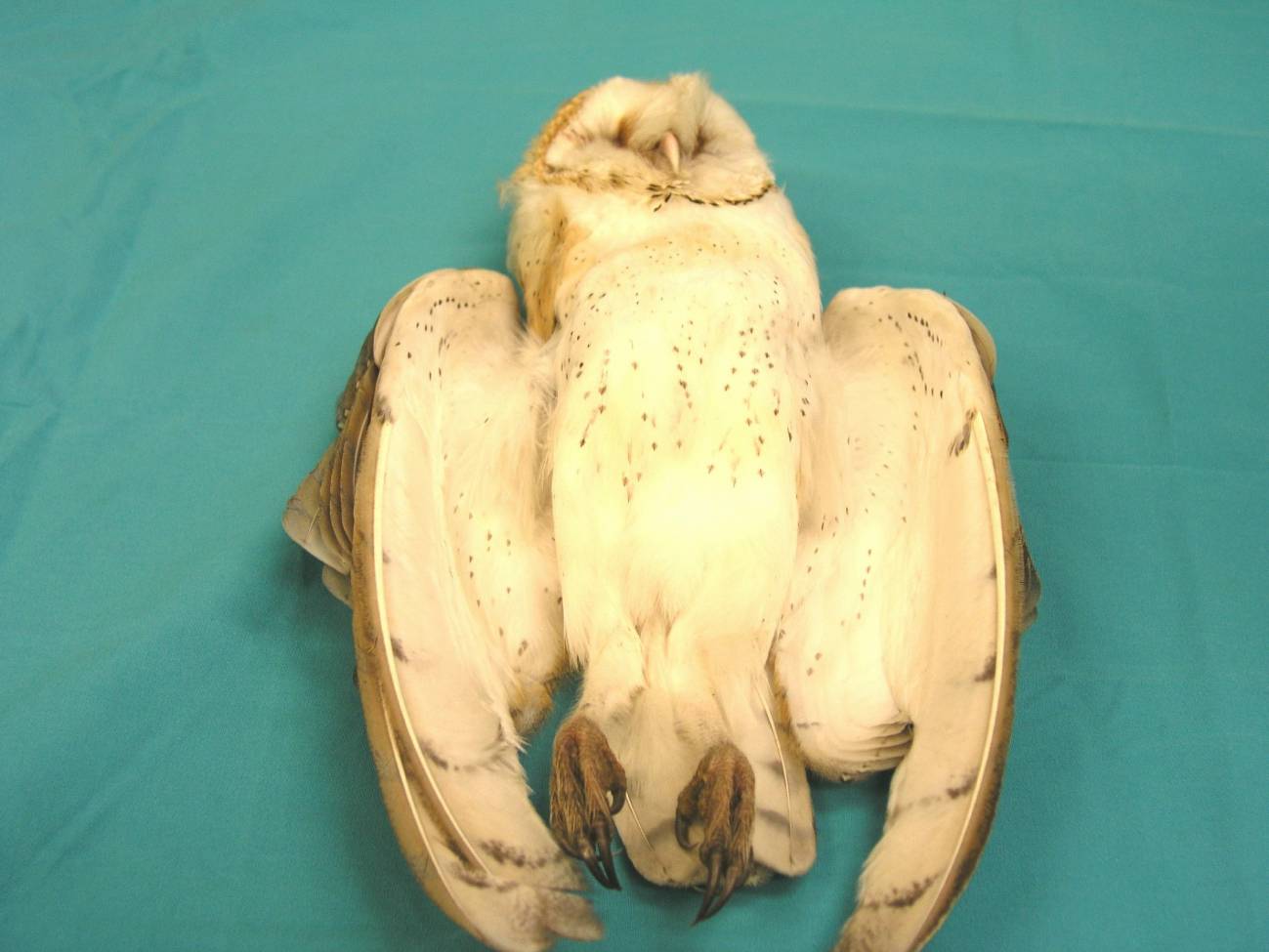 Plomo y cadmio en aves rapaces, un riesgo para su supervivencia