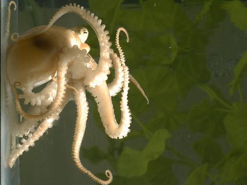 La secuenciación del genoma del pulpo revela la complejidad de este molusco