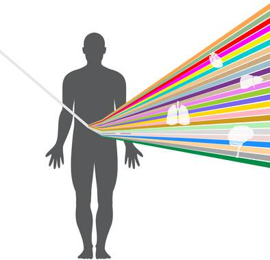 La variación genómica es mayor entre órganos que entre individuos