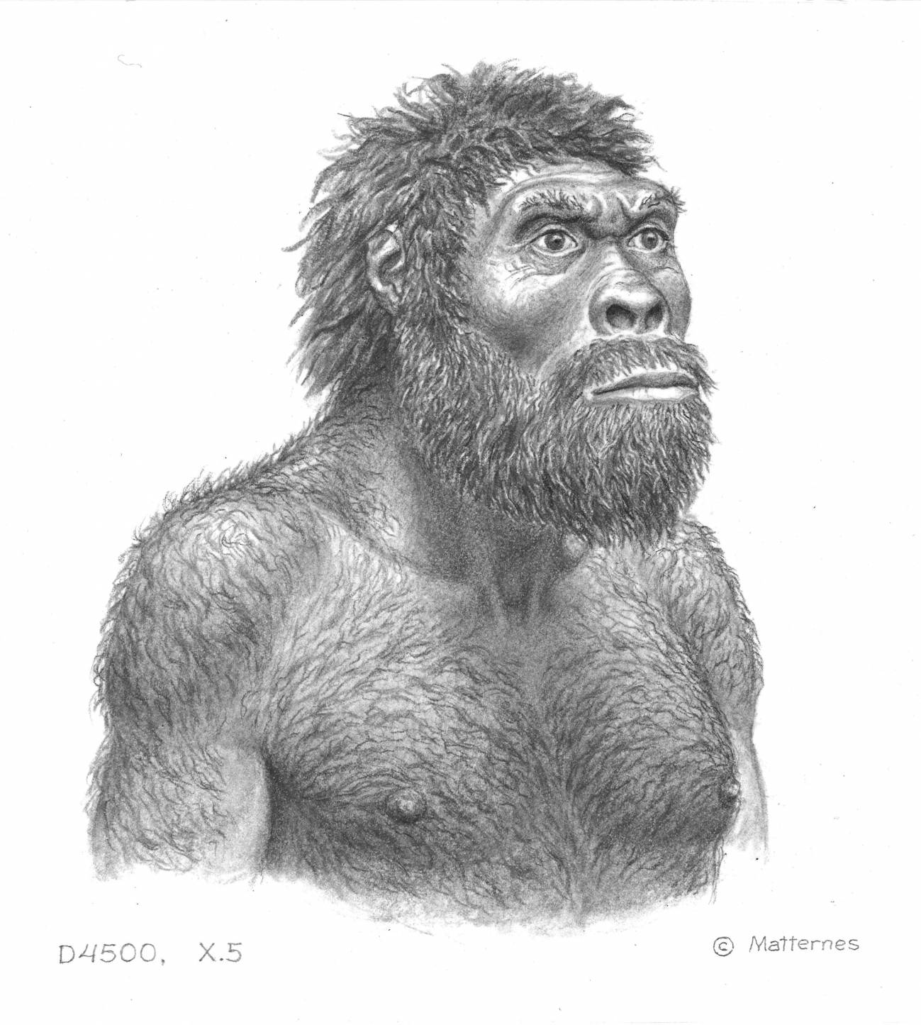 Los miembros más primitivos del género Homo podrían pertenecer a la misma especie