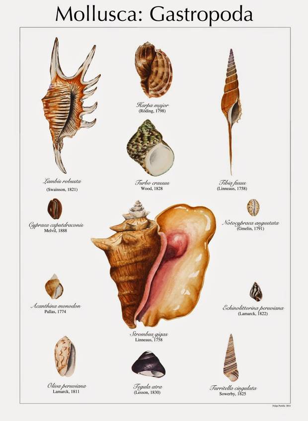 Premio del público Il·lustraciència