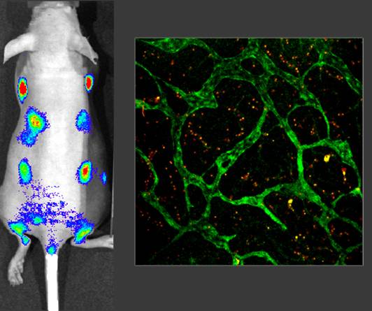 En la imagen de la izquierda, emisión de luz por los ganglios linfáticos del ratón, que expresa la proteína luciferasa. A la derecha, vasos linfáticos de los ratones que también expresan la proteína verde fluorescente. Imagen: CNIO  
