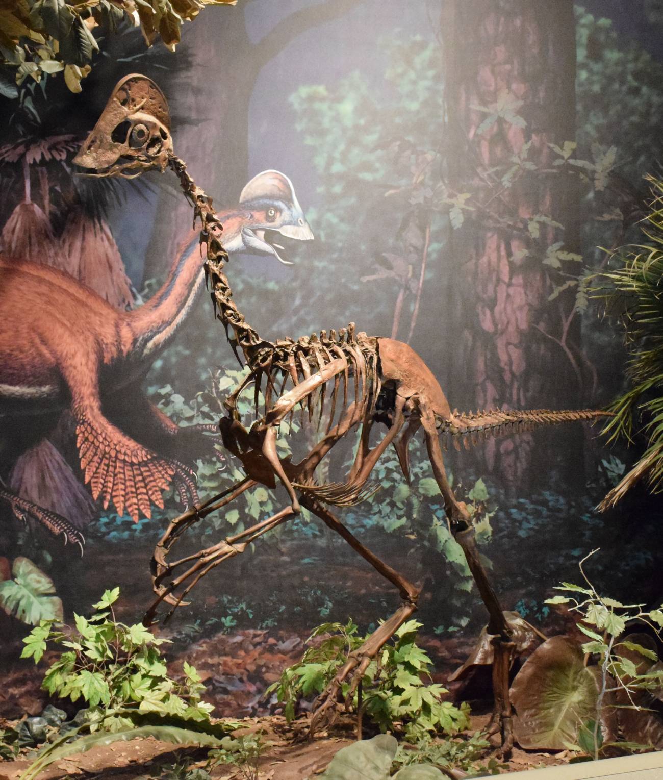 Réplica del esqueleto del dinosaurio Anzu wyliei