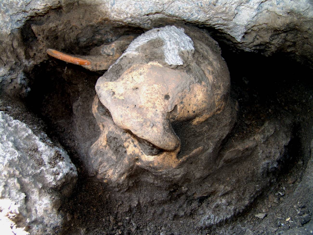 Un cráneo encontrado en Georgia sugiere que hace 1,8 millones de años solo existía una especie humana