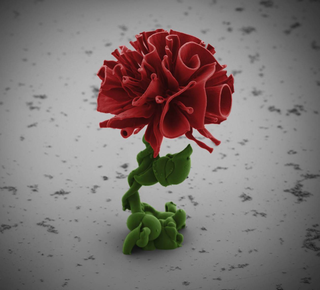 Un jardín de flores microscópicas