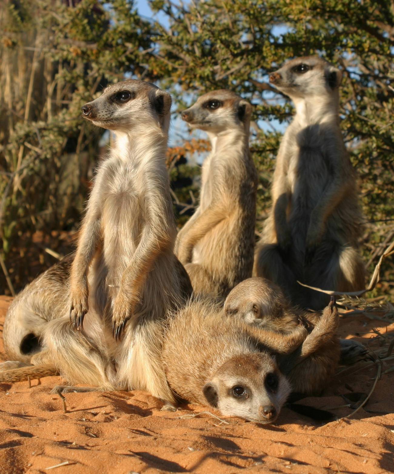 Un mayor cerebro no implica que los animales carnívoros sean más sociables