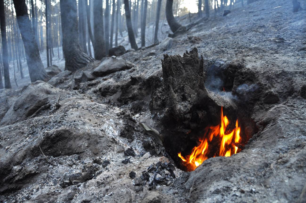Prueban la reacción de las plantas al fuego (II)