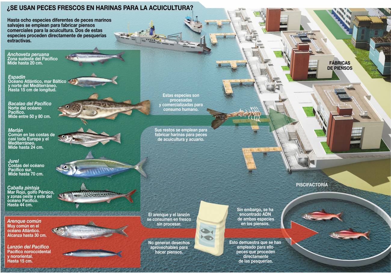 Infografía