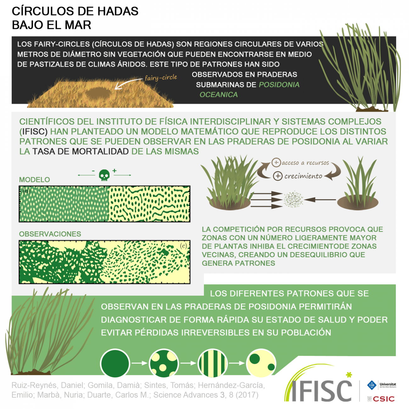 Matemáticas para explicar los círculos de hadas bajo el mar