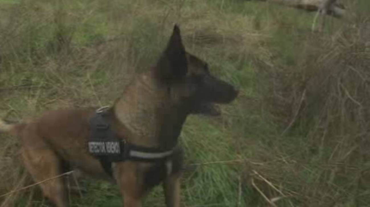 Agentes policiales de élite con cuatro patas