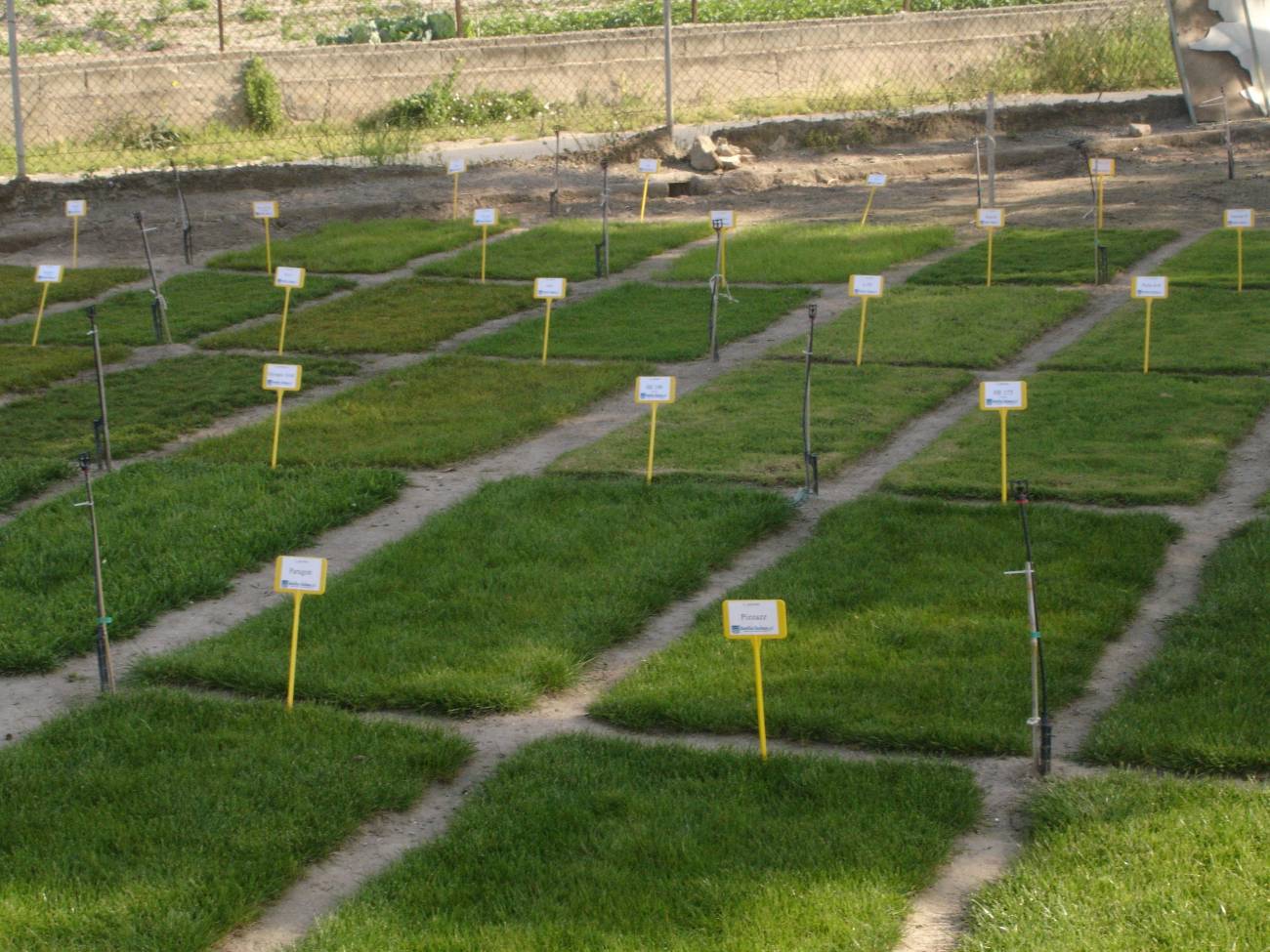 Analizan el césped más adecuado para la práctica del golf
