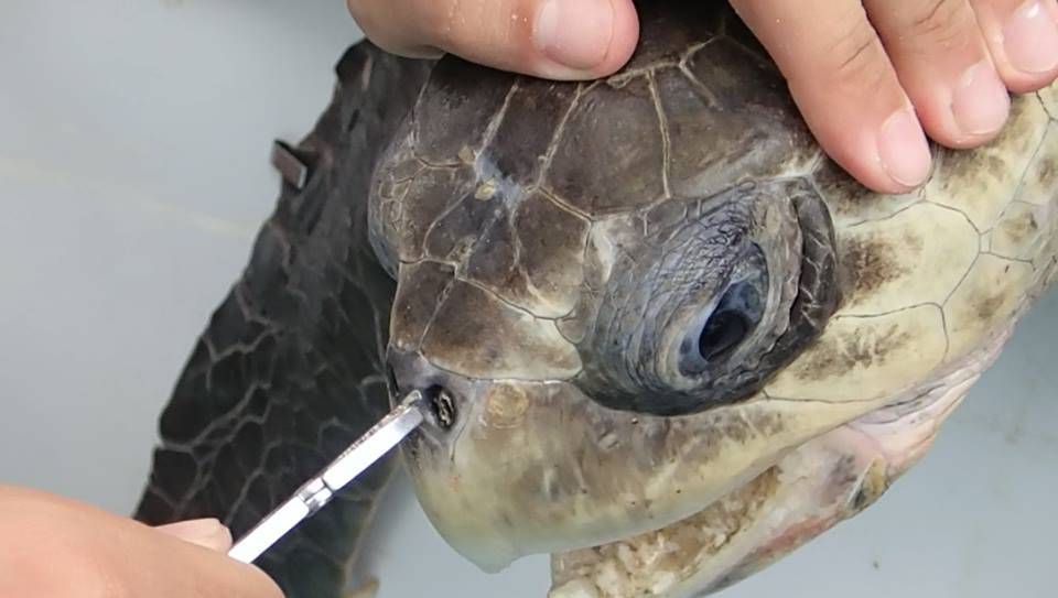 Así perjudica la contaminación a las tortugas marinas