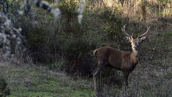 Comienza la berrea en el Parque Nacional de Cabañeros
