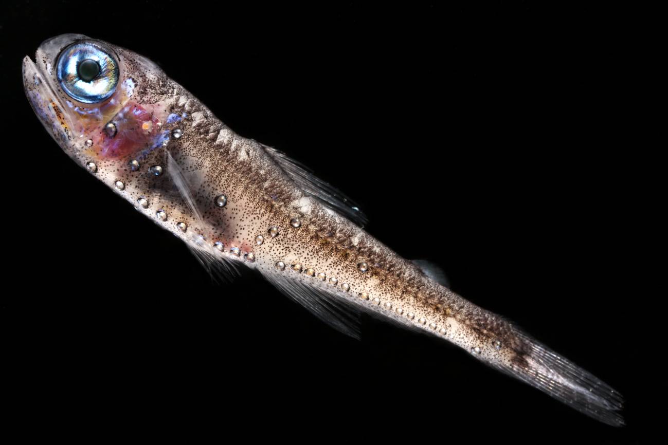 ¿Cuántos peces hay en el océano?