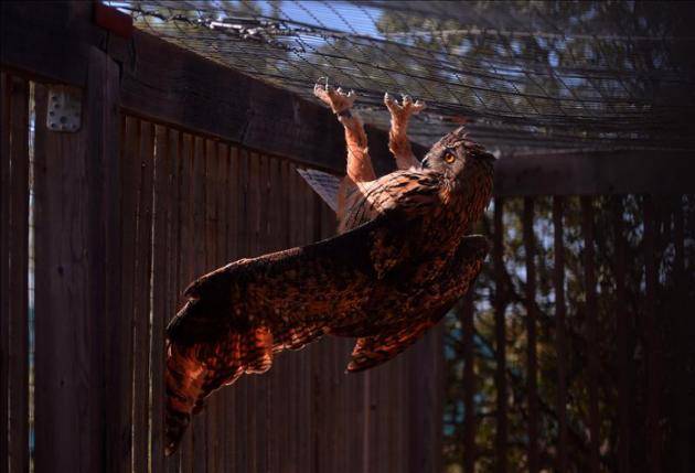 El Centro de Especies Irrecuperables, un asilo para animales   