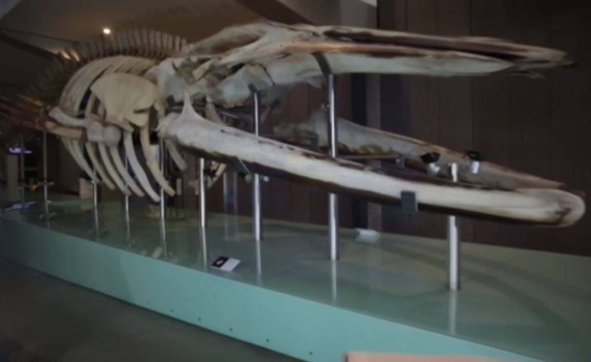 El fósil de una ballena da claves sobre su evolución