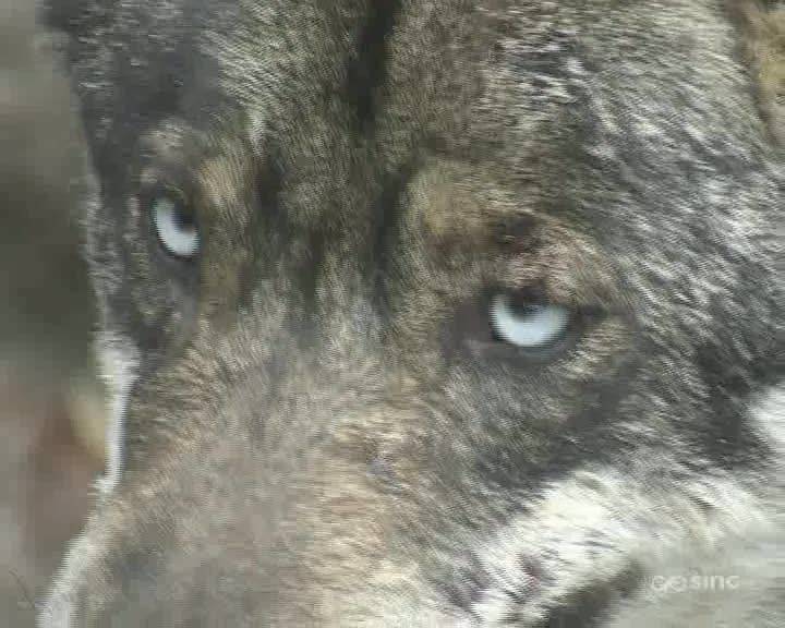 El lobo ibérico prefiere los corzos salvajes a los animales domésticos 