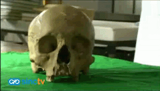 El retorno de una calavera preincaica perdida en Sevilla: un recorrido de 80 años
