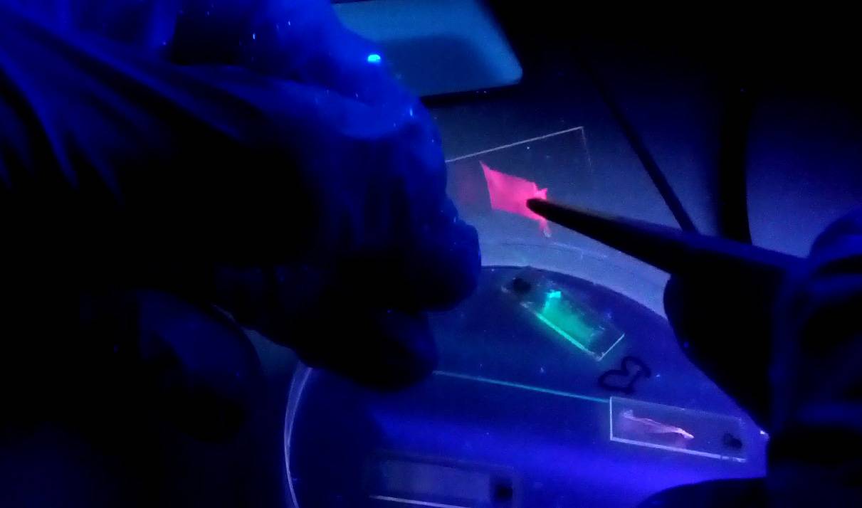Gomas de proteínas fluorescentes para crear un BioLED