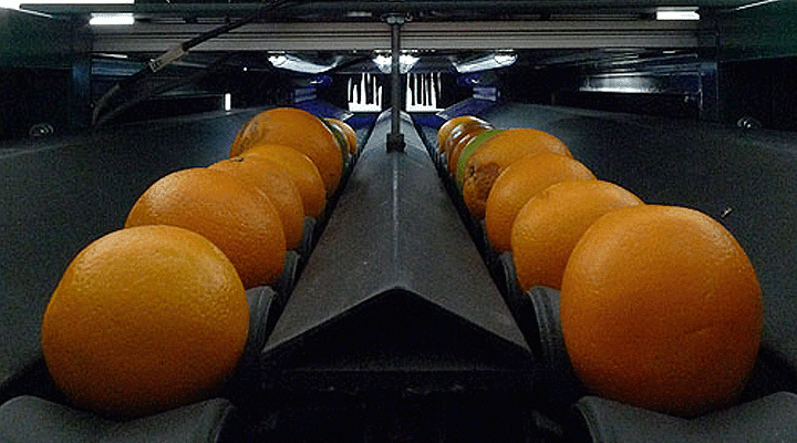 Inspeccionan naranjas y mandarinas con visión artificial