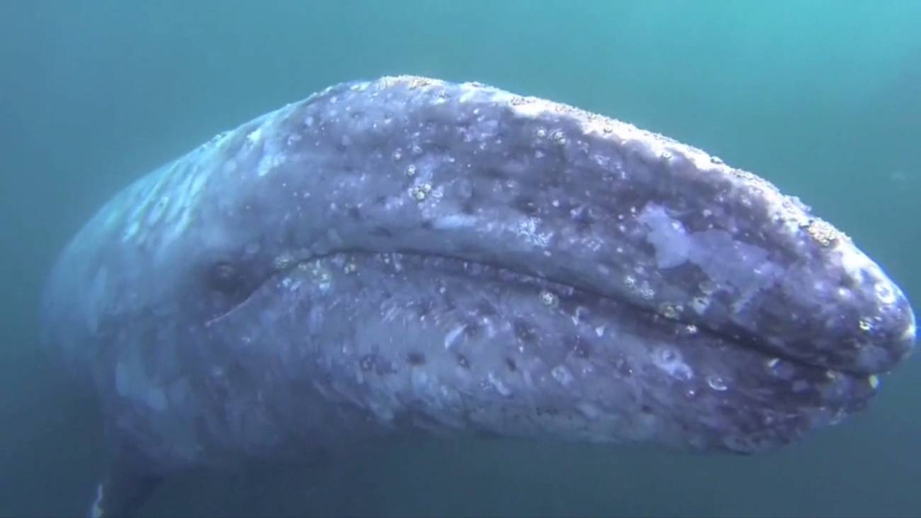 Japón reanudará la caza de ballenas